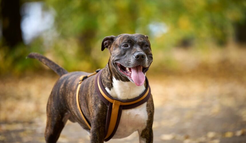 Aggressive Dog Breeds