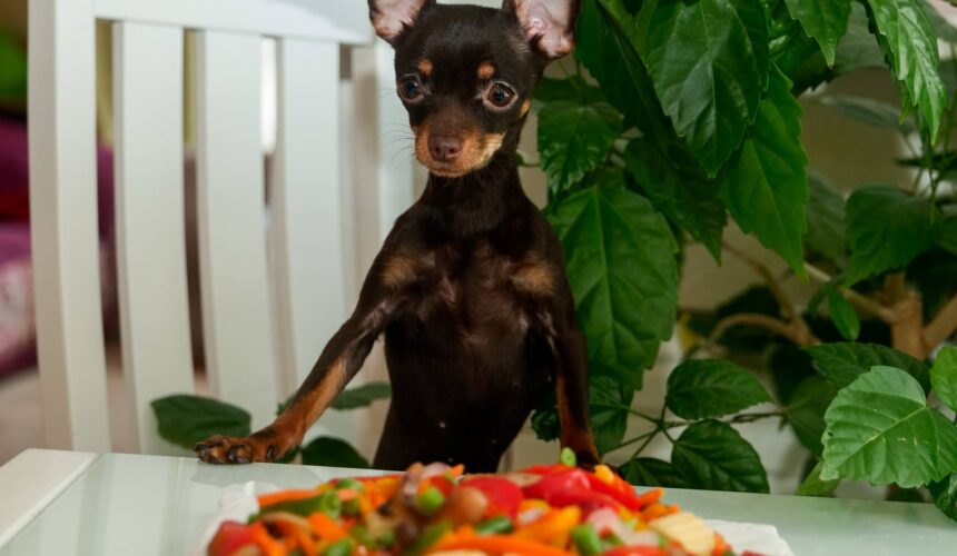 Dog Menu With Eating Issues