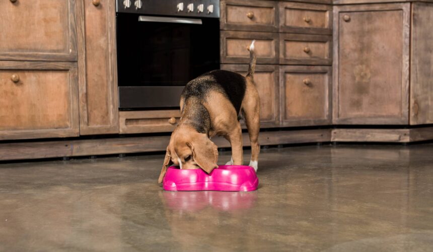 How Much Food To Feed My Dog