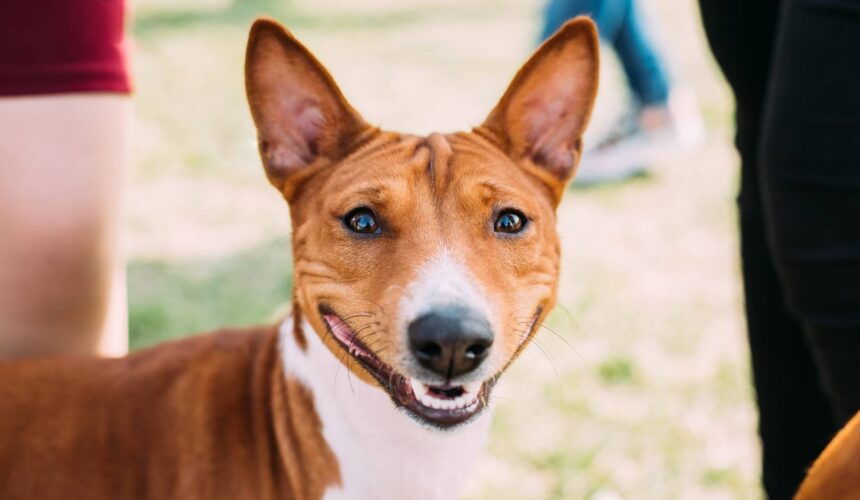 Basenji