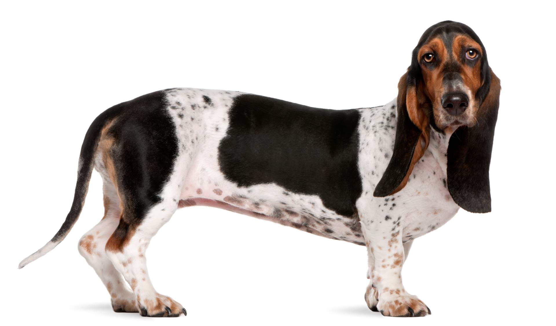 Basset Artesien Normand