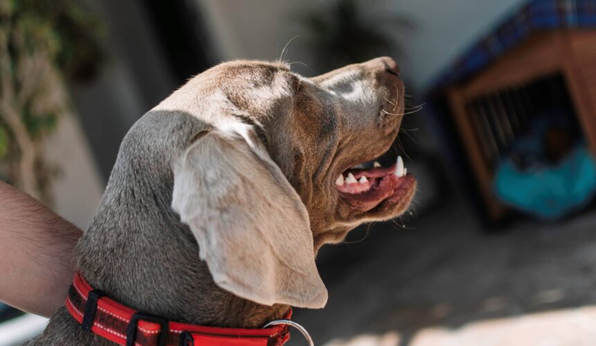 Dog Training Collars