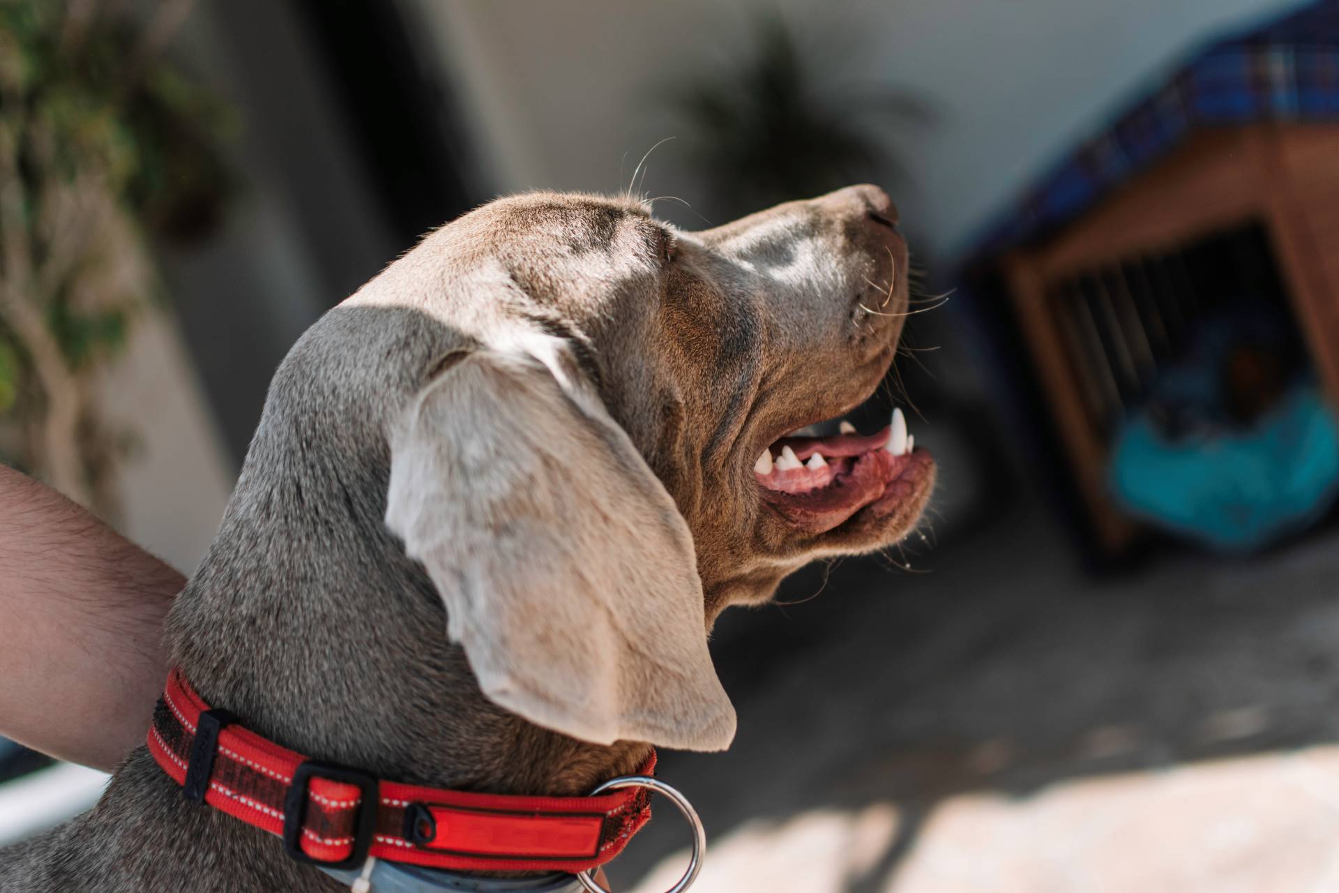 Dog Training Collars