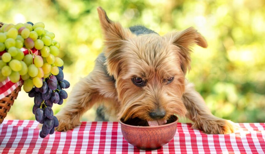 Can A Dog Eat Anything