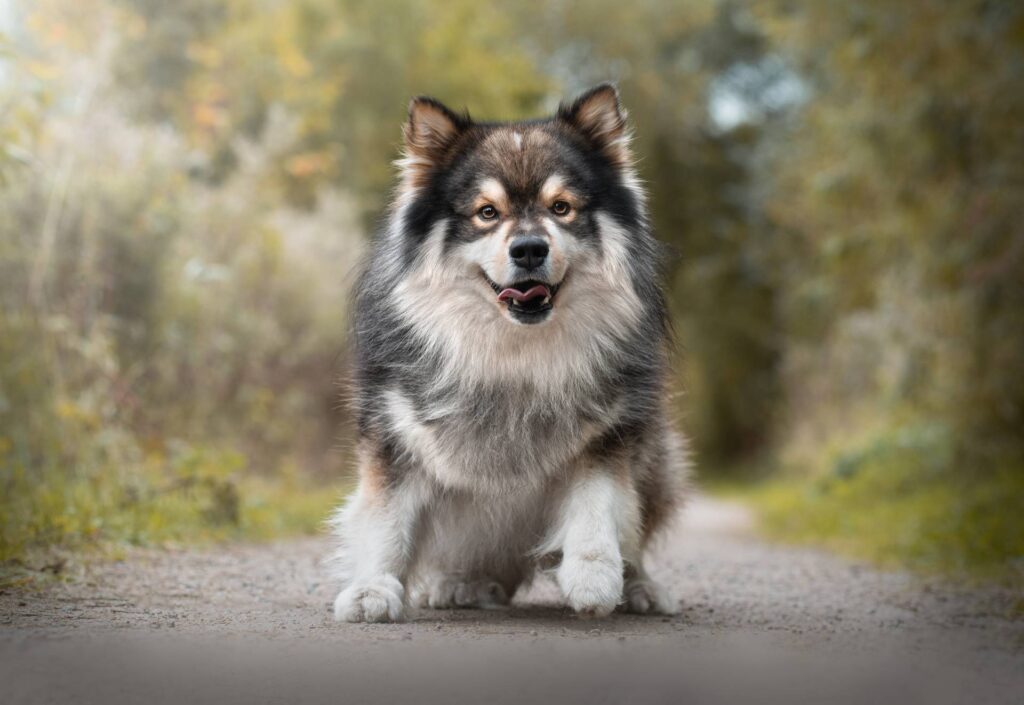 Finnish Lapphund