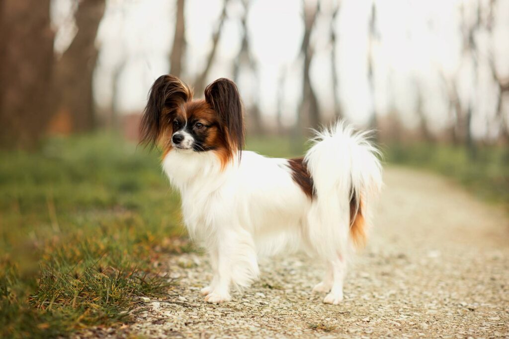 Papillon dog