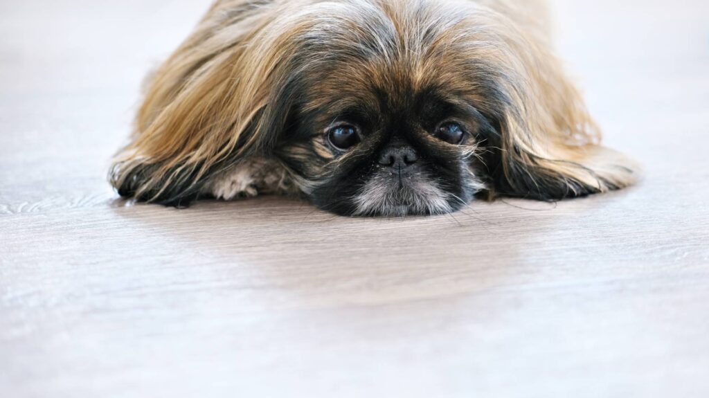 Pekingese