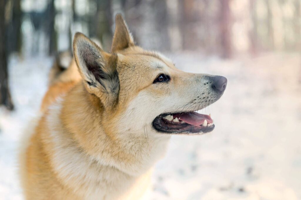 Siberian Laika