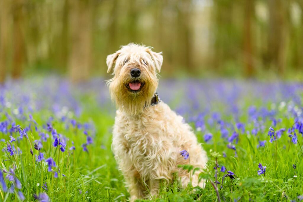 Soft Coated Wheaten Terrier