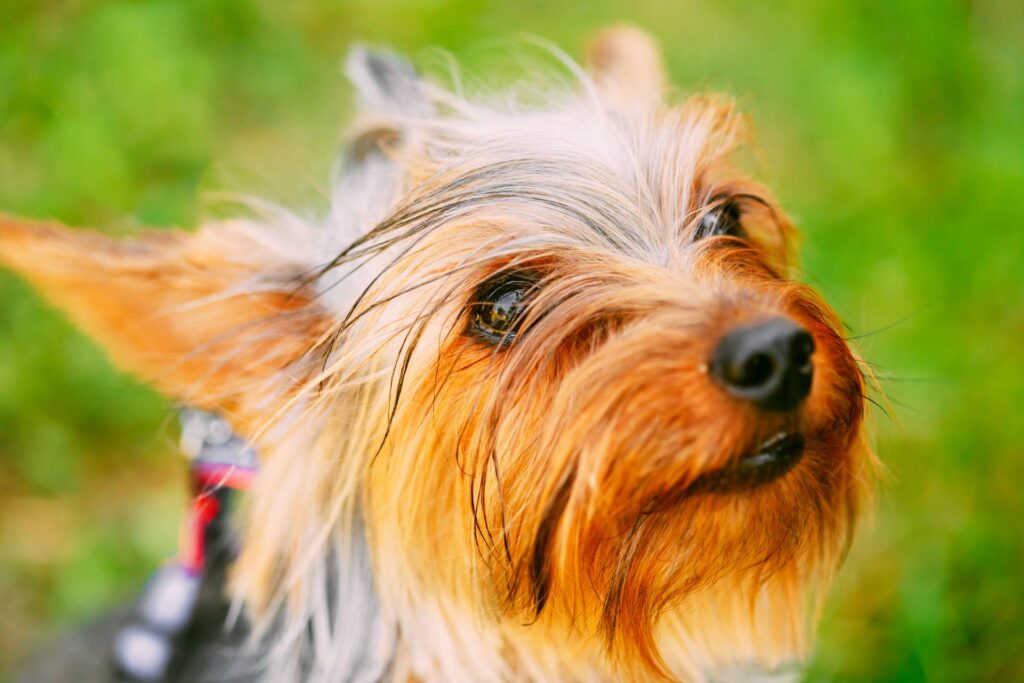 Yorkshire Terriers