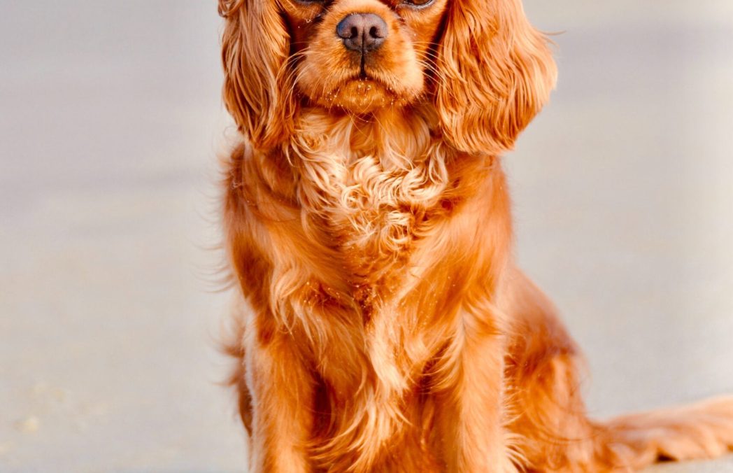 photo-1575278099522-fb6219de71f0