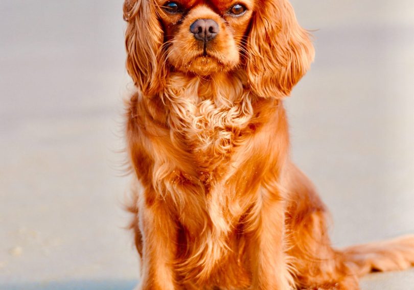 photo-1575278099522-fb6219de71f0