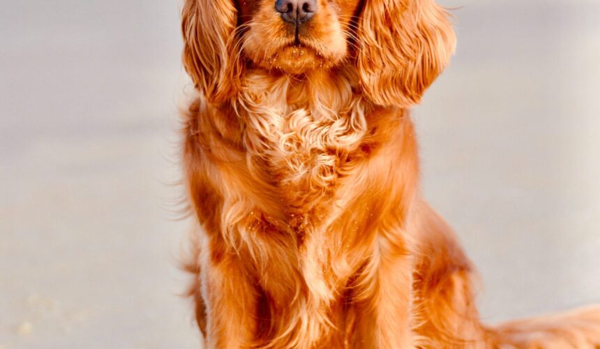 photo-1575278099522-fb6219de71f0