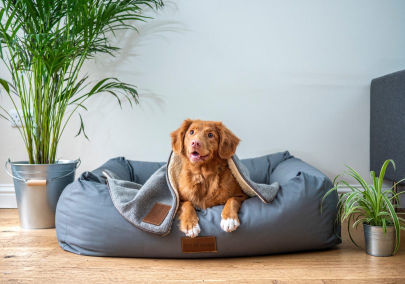 photo-1581888227599-779811939961