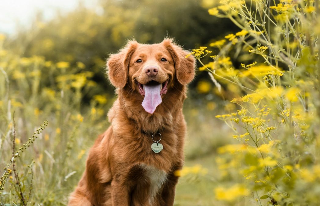 photo-1595876171225-463c72774783