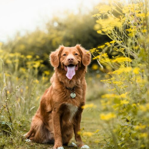 photo-1595876171225-463c72774783