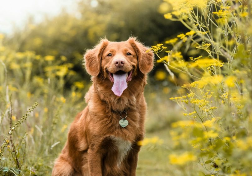 photo-1595876171225-463c72774783