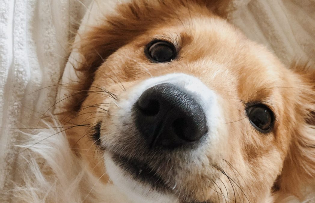 photo-1615751072497-5f5169febe17