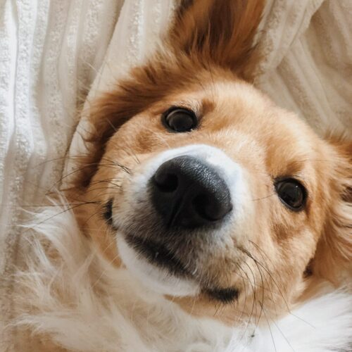 photo-1615751072497-5f5169febe17