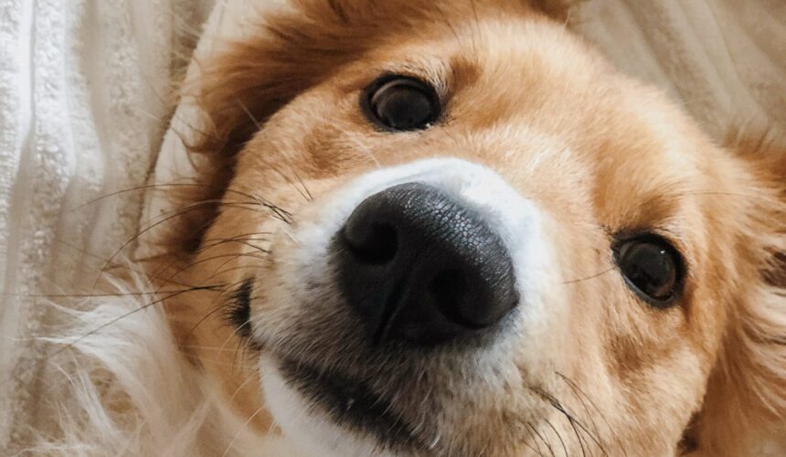 photo-1615751072497-5f5169febe17