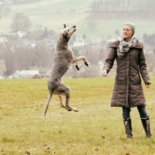 Canine Data Servers & Owners