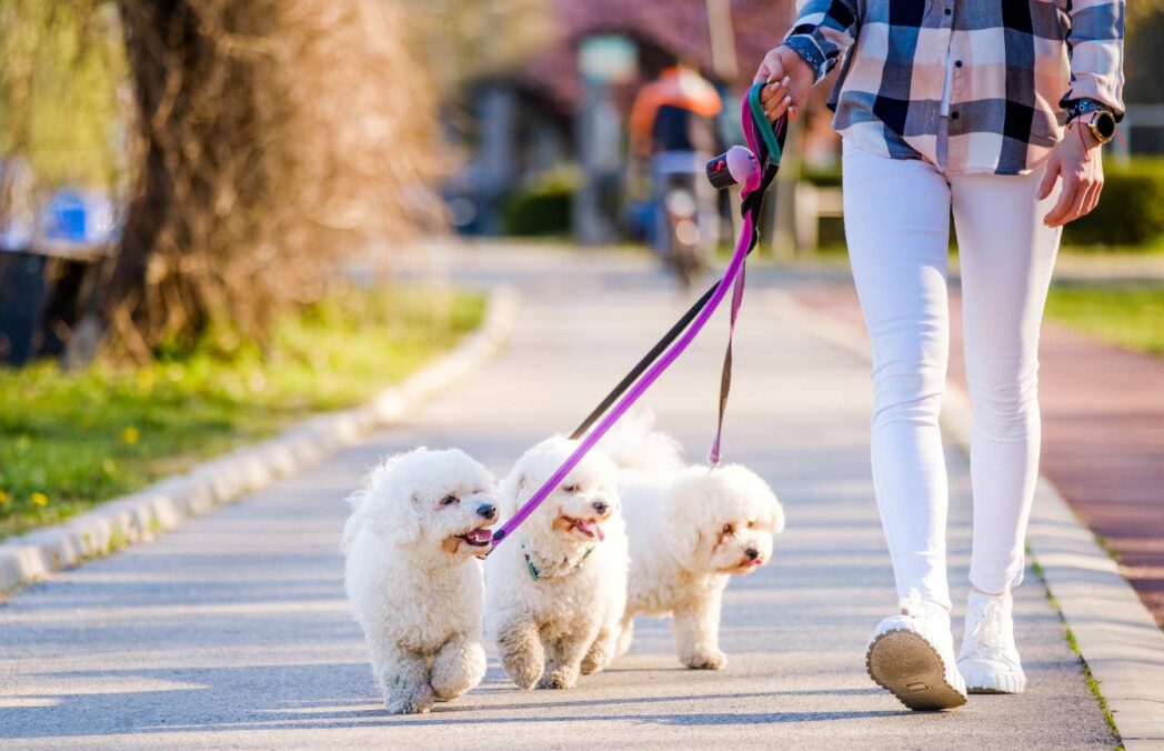 Technology & Canines