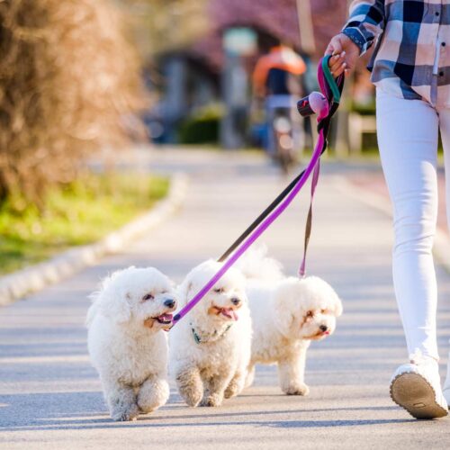 Technology & Canines