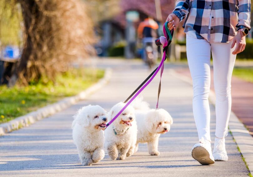 Technology & Canines