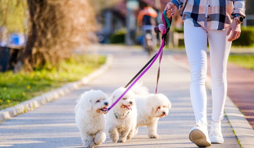 Technology & Canines